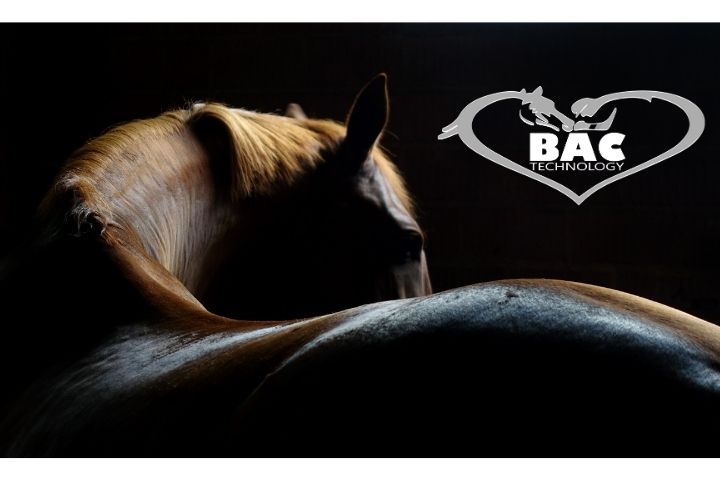 BAC Technology al servizio del cavallo atleta