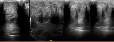 Case Report veterinario sui trattamenti con ultrasuono a bassa frequenza BAC Technology