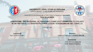 I dispositivi BAC Technology al centro di una tesi di laurea sulle lesioni tenodesmiche del cavallo