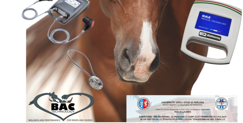 I dispositivi BAC Technology al centro di una tesi di laurea sulle lesioni tenodesmiche del cavallo